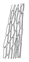 Bryum dichotomum, mid laminal cells at margin.  Drawn from K.W. Allison 1115, CHR 577449, K.W. Allison 1116, CHR 578250, and M.J.A. Simpson 4690, CHR 161567.
 Image: R.C. Wagstaff © Landcare Research 2015 